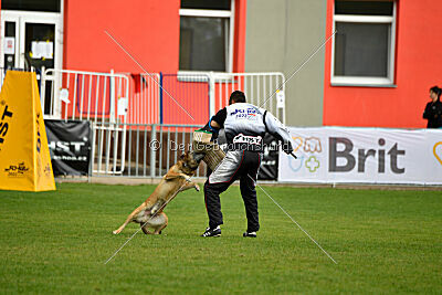 A'Tom Canis Aemona