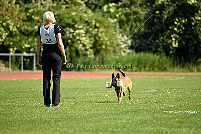 Abby belgischer Wolf von Malihattan