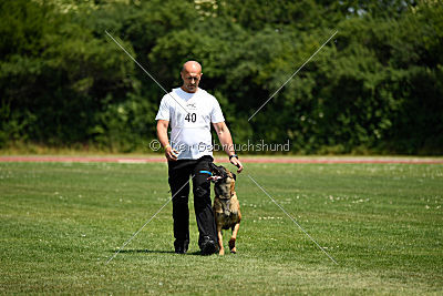 Abby belgischer Wolf von Malihattan