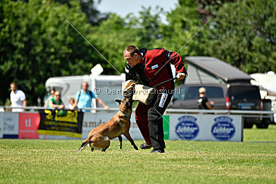 Abby belgischer Wolf von Malihattan