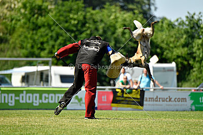 Abby belgischer Wolf von Malihattan