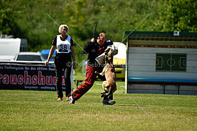 Abby belgischer Wolf von Malihattan