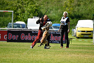 Abby belgischer Wolf von Malihattan