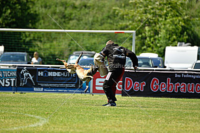 Abby belgischer Wolf von Malihattan