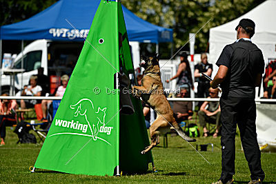 Abby belgischer Wolf von Malihattan