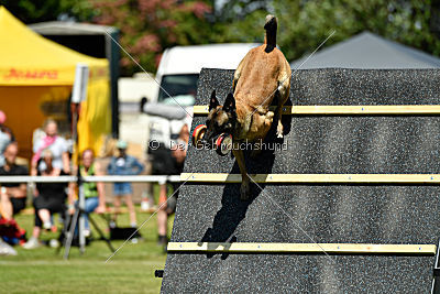 Abby belgischer Wolf von Malihattan