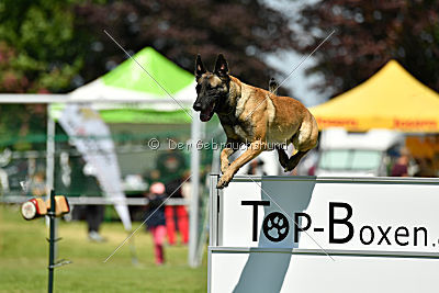 Abby belgischer Wolf von Malihattan