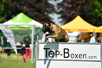 Abby belgischer Wolf von Malihattan