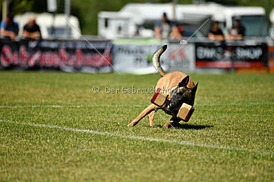 Abby belgischer Wolf von Malihattan