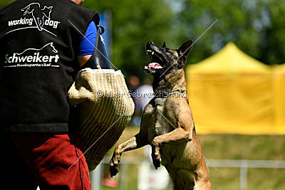 Abby belgischer Wolf von Malihattan