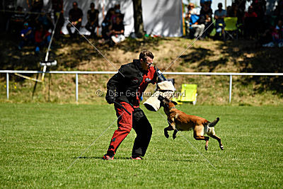 Abby belgischer Wolf von Malihattan