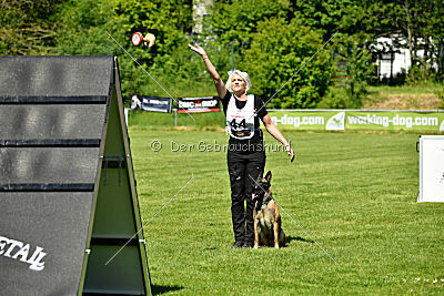 Abby belgischer Wolf von Malihattan