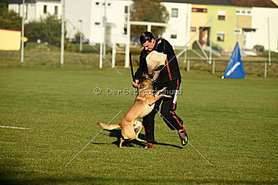 Ace vom Vollblutarabergestüt