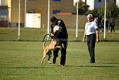 Afra von der schwarzen Mamba