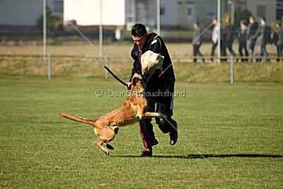 Afra von der schwarzen Mamba