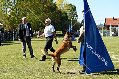 Afra von der schwarzen Mamba