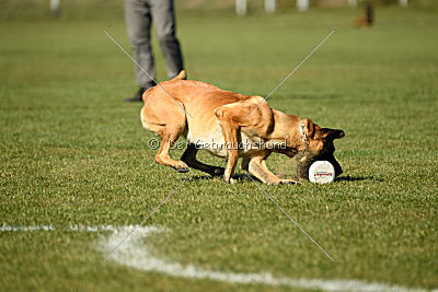 Afra von der schwarzen Mamba