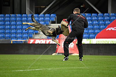 Aik vom Wolfsursprung