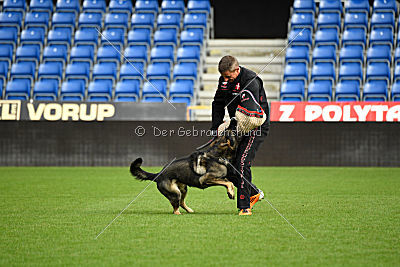 Aik vom Wolfsursprung