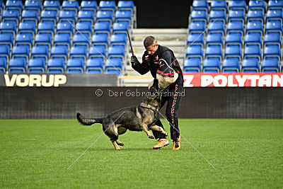 Aik vom Wolfsursprung