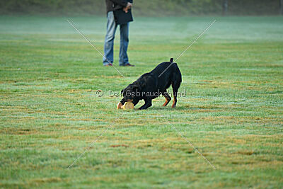 Aika von Bernau Rehberge