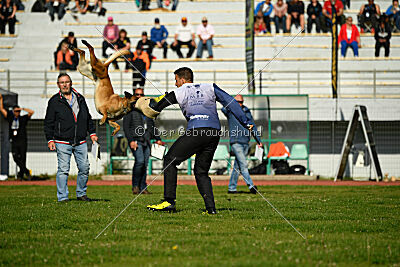 Aikido vom puren Leben