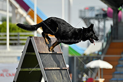 Airon von der Nilo World