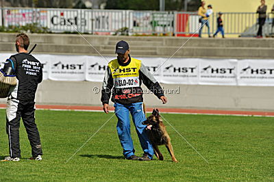 Akito von den Belgischen Wolfen