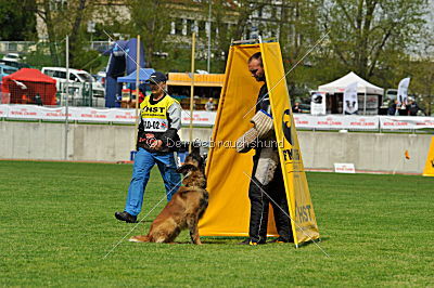 Akito von den Belgischen Wolfen