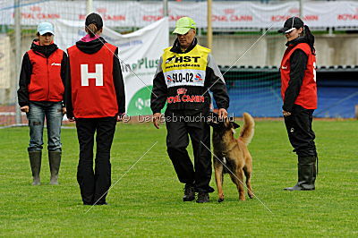 Akito von den Belgischen Wolfen