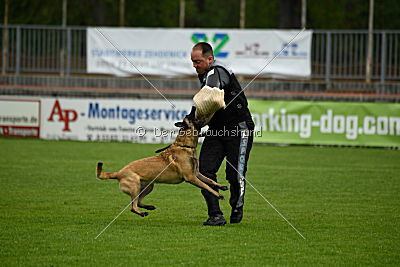 Alice vom Phönixblut