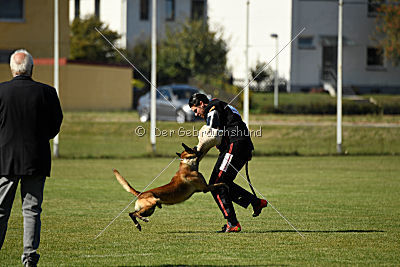 Ally von den Lausbuben