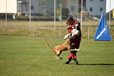 Ally von den Lausbuben