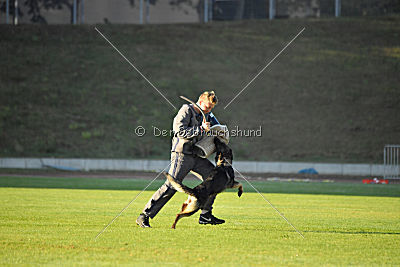 Alma von der Ameisenhalde