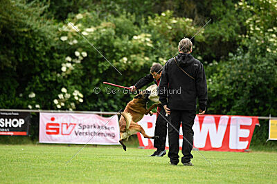 Amadeo vom Blonden Gift