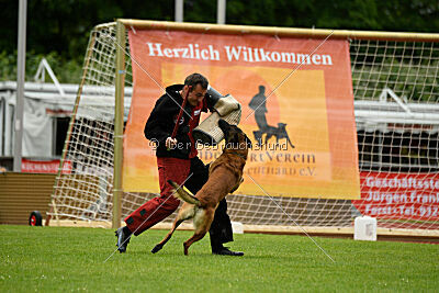 Amadeo vom Blonden Gift