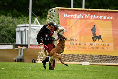 Amadeo vom Blonden Gift