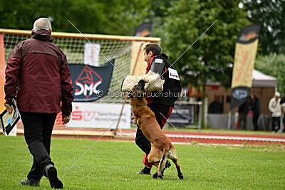 Amadeo vom Blonden Gift