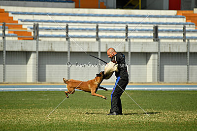 Amarok von Malihattan