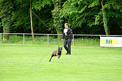 Amy's Yara von den Hohenheimer Herdern