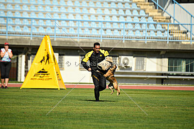 Angry Bird Manlihaus