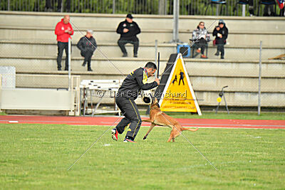 Angry Bird Manlihaus