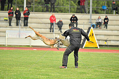 Angry Bird Manlihaus