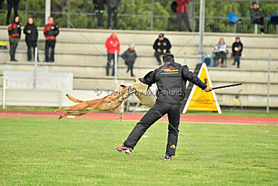 Angry Bird Manlihaus