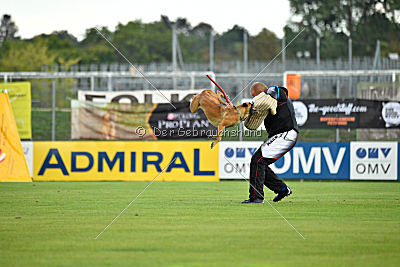 Angry Bird Manlihaus