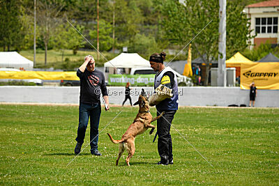 Angry Bird Manlihaus