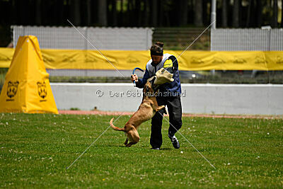 Angry Bird Manlihaus