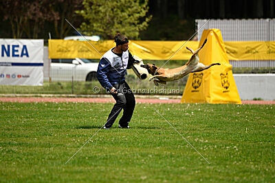 Angry Bird Manlihaus