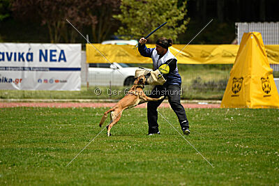 Angry Bird Manlihaus