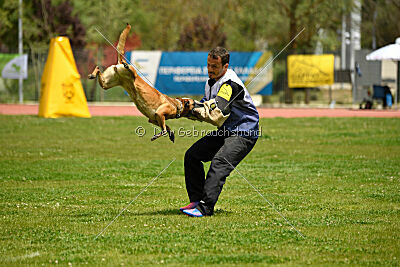 Angry Bird Manlihaus